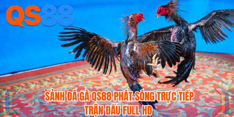 Sảnh đá gà QS88 phát sóng trực tiếp trận đấu Full HD